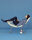 Cloop Sessel mit Bezug aus Leder